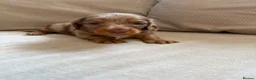 Miniature Dachshund dogs for sale: KC Miniature longhaired dachshunds for sale  - Advert 12