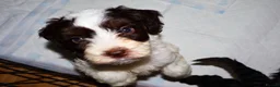 Cockapoo dogs for sale: Cockapoo pups - Advert 2