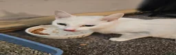Mixed Breed cats for sale: 5 Kittens for sale in Blackpool - Advert 6