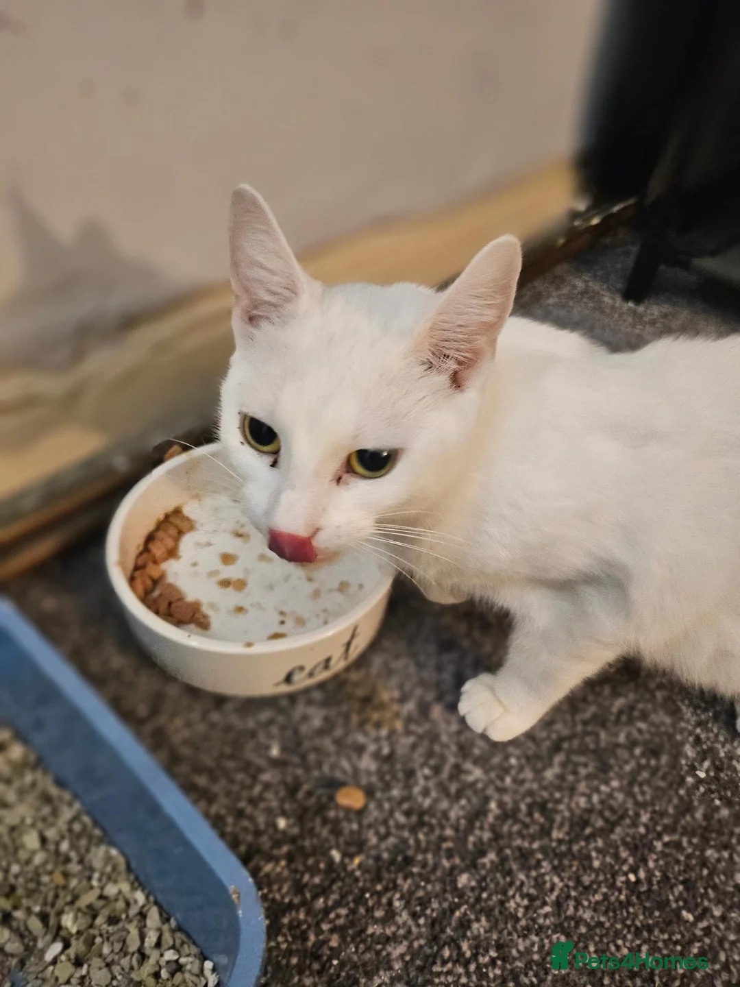 Mixed Breed cats for sale: 5 Kittens for sale in Blackpool - Advert 6