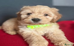 Cockapoo dogs for sale: Gorgeous Cockerpoo puppies - Image 4