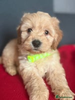 Cockapoo dogs - Advert 2