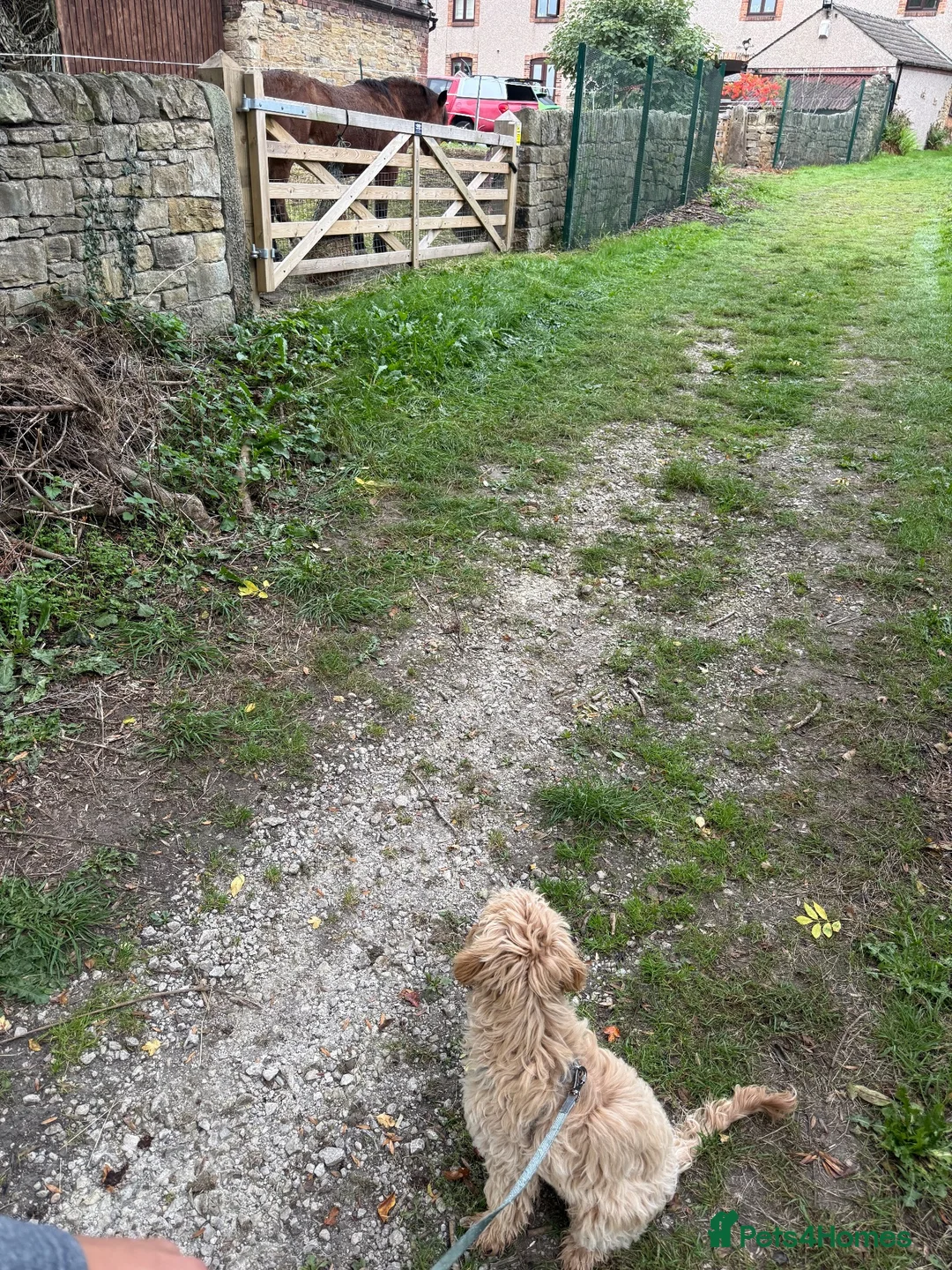 Cockapoo dogs for sale: Rupert in Alfreton - Advert 2