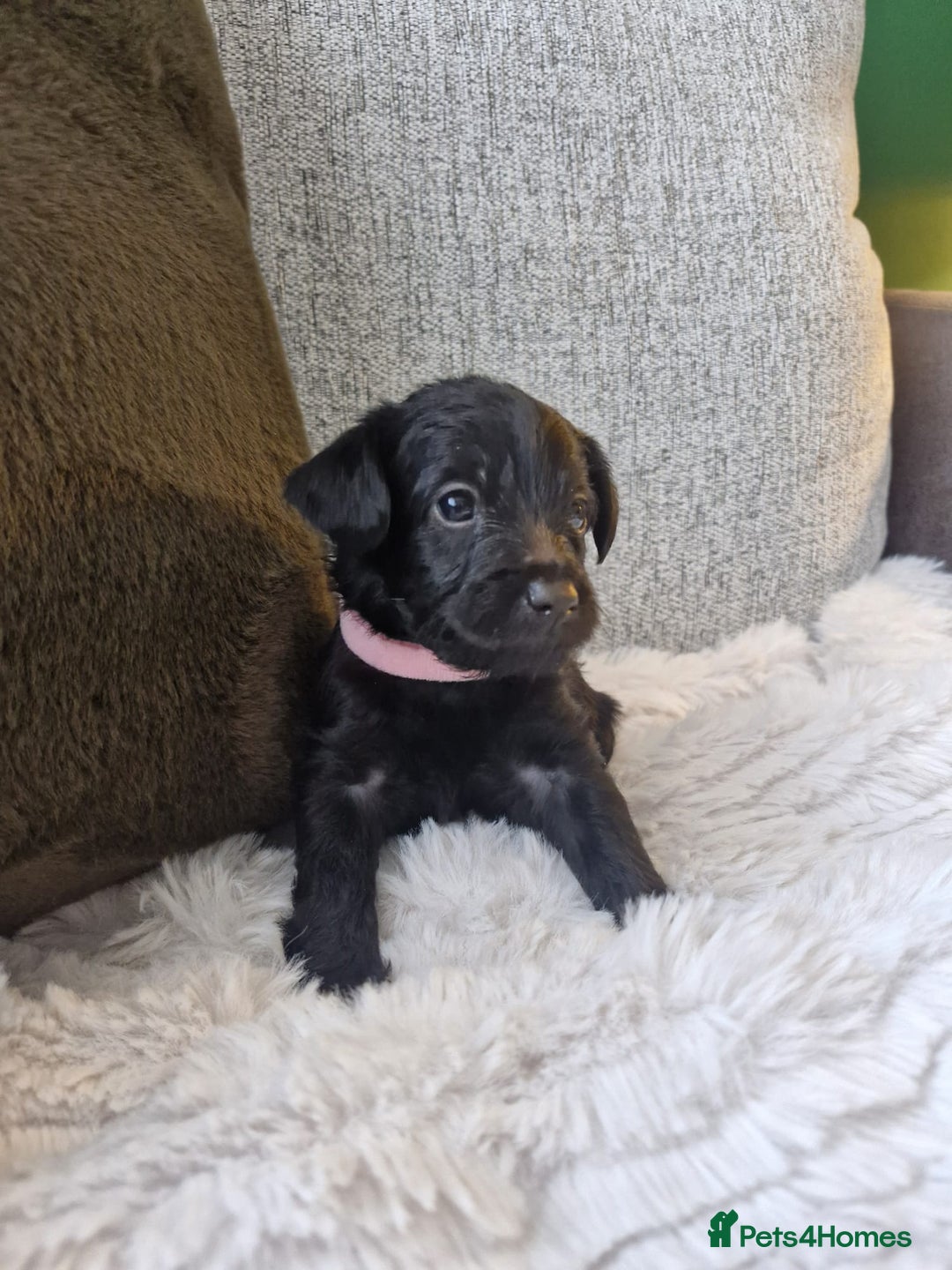 Jackapoo dogs for sale: Gorgeous Jackapoo Puppies - Image 2