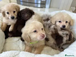 Mixed Breed dogs Pomapoos - Advert 12