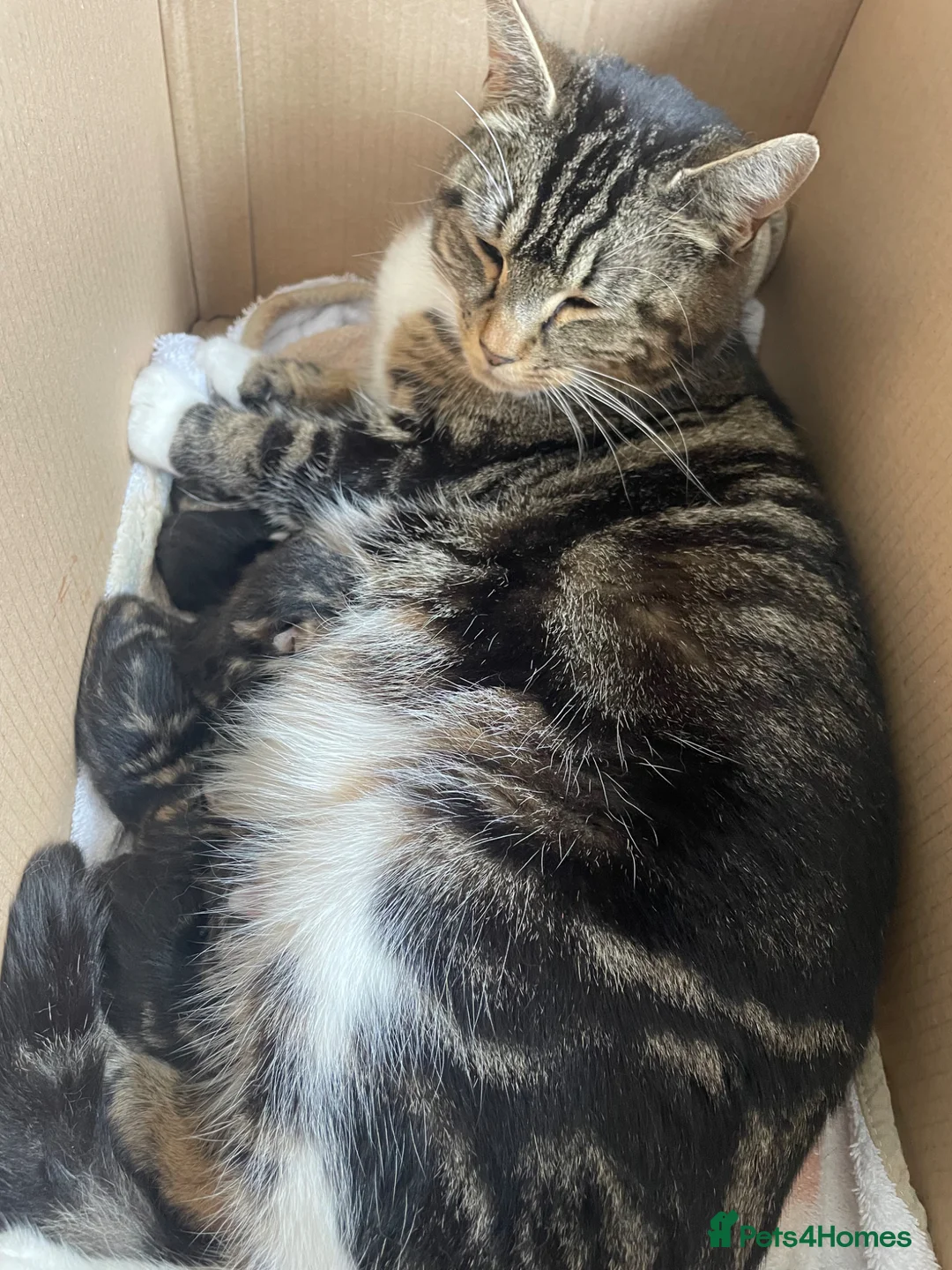 Mixed Breed cats for sale: Adorable Kittens for Sale – Ready End of May 🐾 - Advert 2