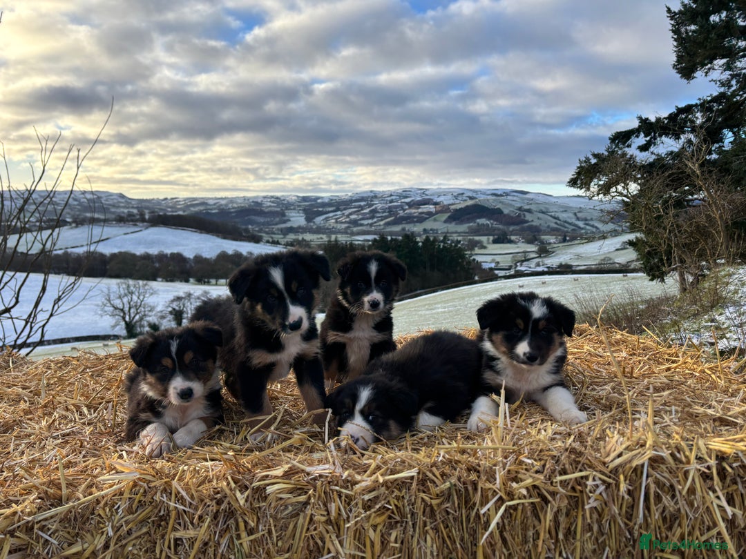Border Collie dogs for sale: Quality Long Coated Tri Border Collie Puppies - Advert 7