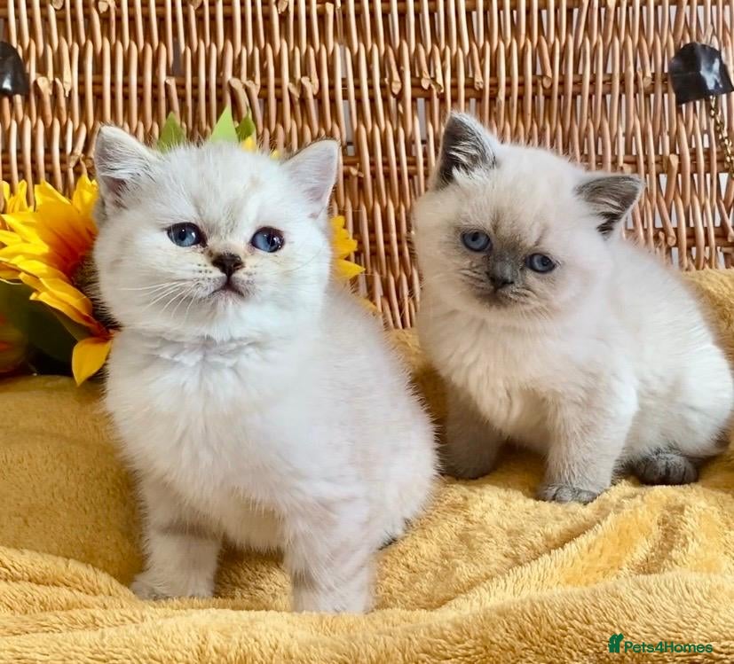 British Shorthair cats RARE SEAL LYNX PURE BRED BSH TEDDY BEARS - Advert 18