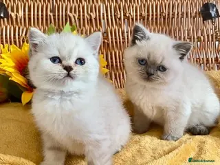 British Shorthair cats RARE SEAL LYNX PURE BRED BSH TEDDY BEARS - Advert 18