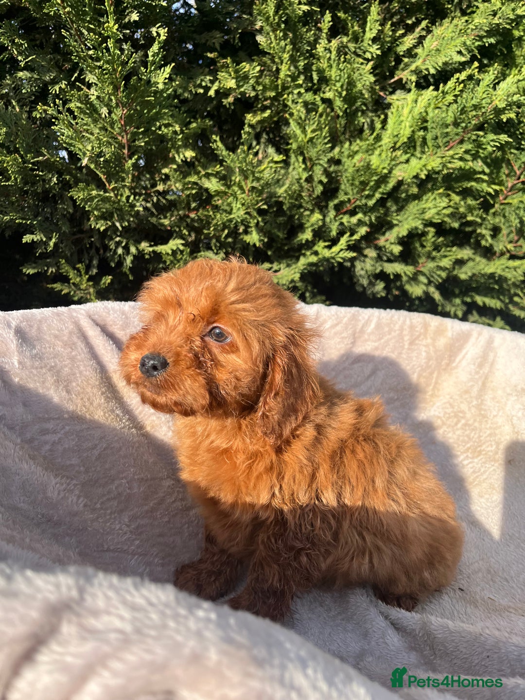 Cockapoo dogs for sale: Five beautiful cockapoos  - Advert 11