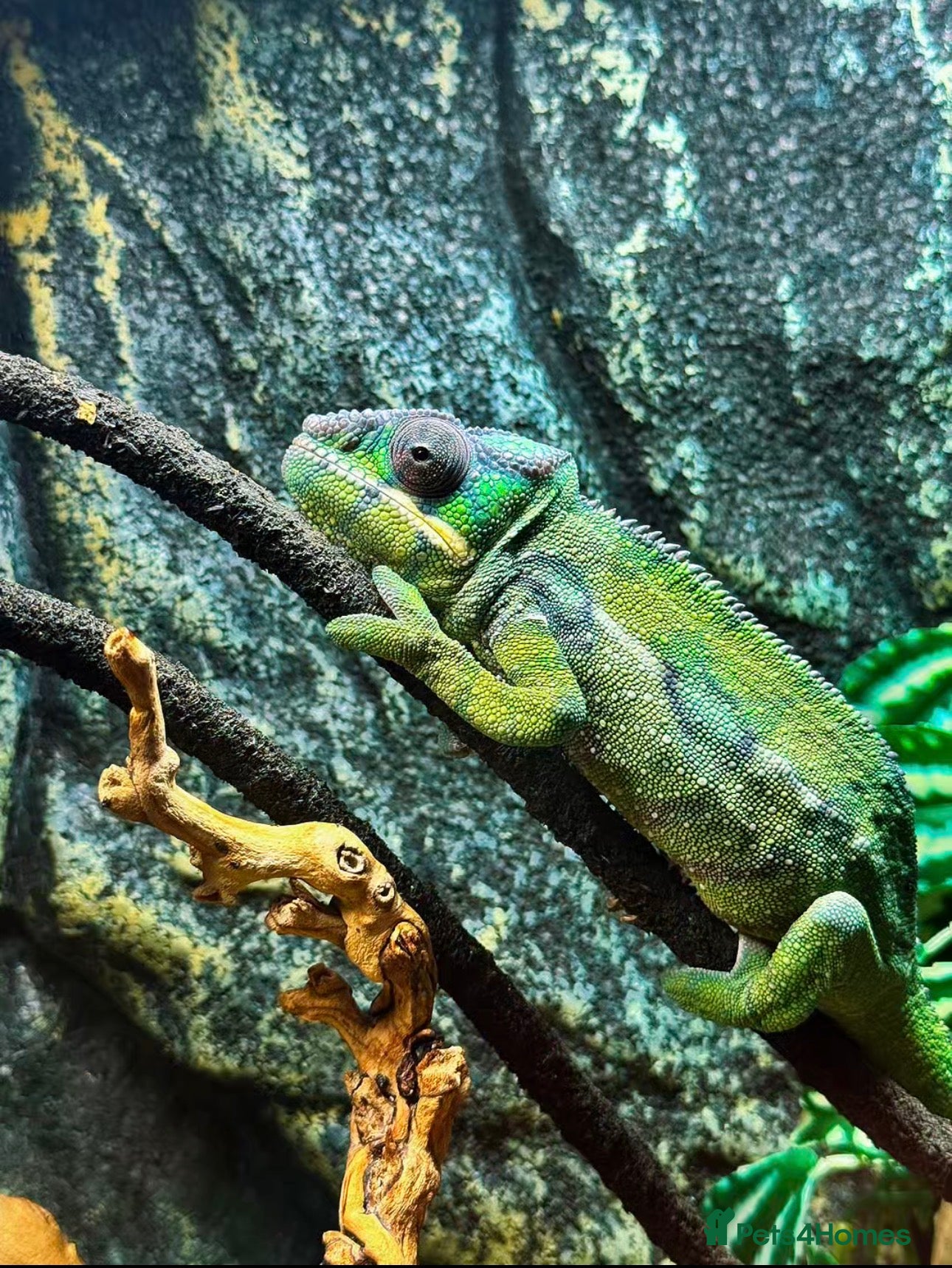 Chameleon reptiles Guardian The Chameleon - Advert 1