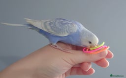 Budgerigars birds for sale: Hand reared silly tame baby budgies  - Image 12