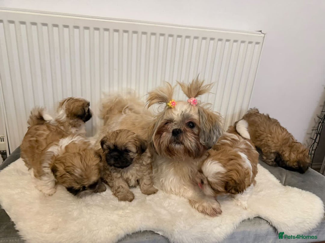Shih Tzu dogs for sale: Shih Tzu - Advert 1