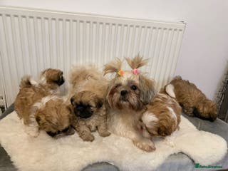 Shih Tzu dogs Shih Tzu - Advert 5