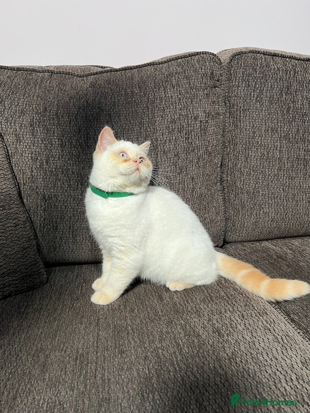 British Shorthair cats for sale: British Longhair & British Shorthair. - Advert 9