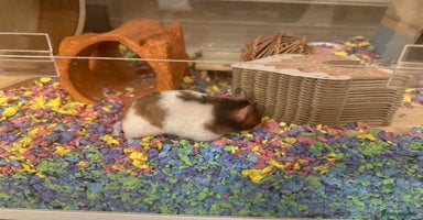 Hamster rodents - Advert 14