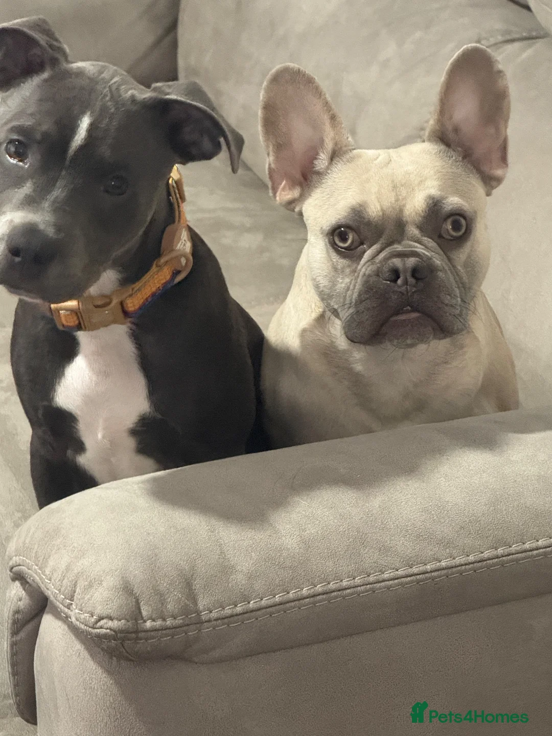 Staffordshire Bull Terrier dogs for sale: Staffordshire bull terrier puppy 20weeks old  - Advert 3