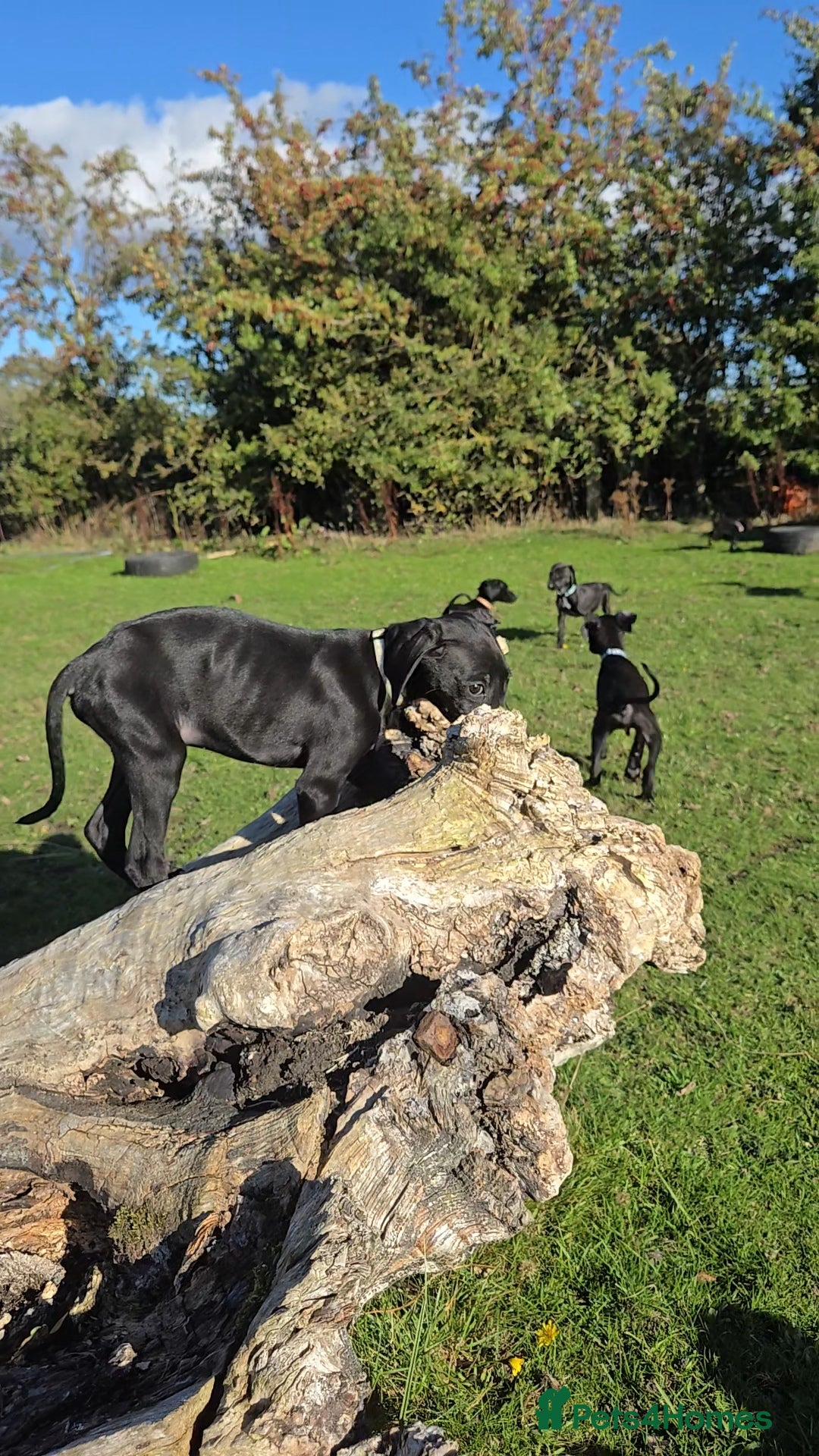 Mixed Breed dogs for sale: Adorable Saluki Pointers - Image 3