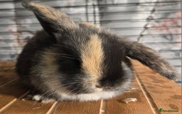 Mini Lop rabbits for sale: 3 Beautiful minilops available 2 males 1 female - Image 11