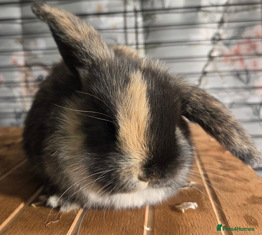 Mini Lop rabbits for sale: 3 Beautiful minilops available 2 males 1 female - Image 11