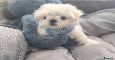 Maltese dogs - Advert 8