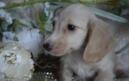 Miniature Dachshund dogs for sale: KC Long Coat Miniature Dachshund puppies - Image 5