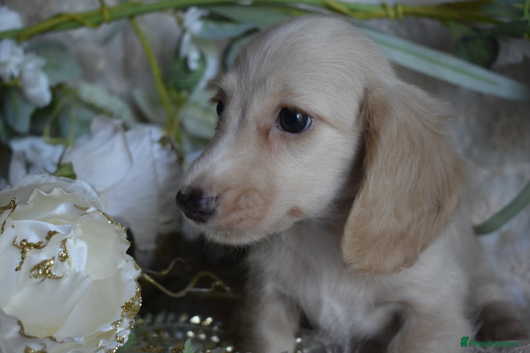 Miniature Dachshund dogs for sale: KC Long Coat Miniature Dachshund puppies - Image 5