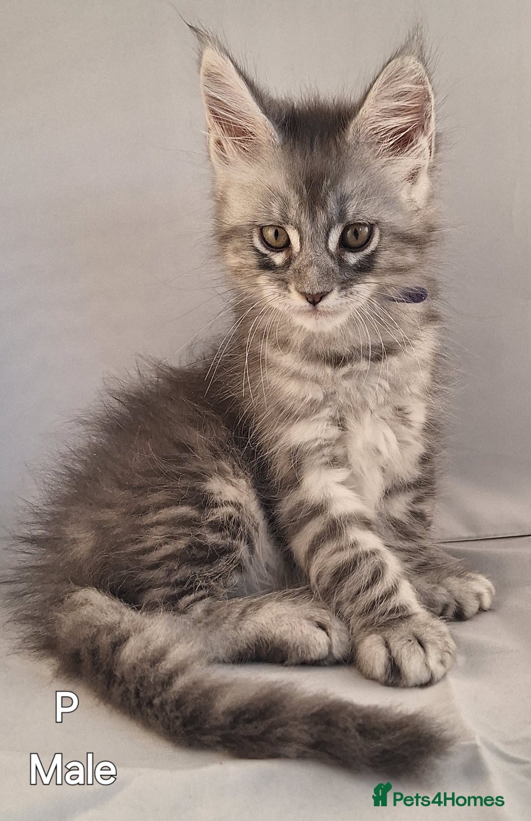 Maine Coon cats for sale: Lintons Pride Maine Coon Kittens. Ready Now - Image 11