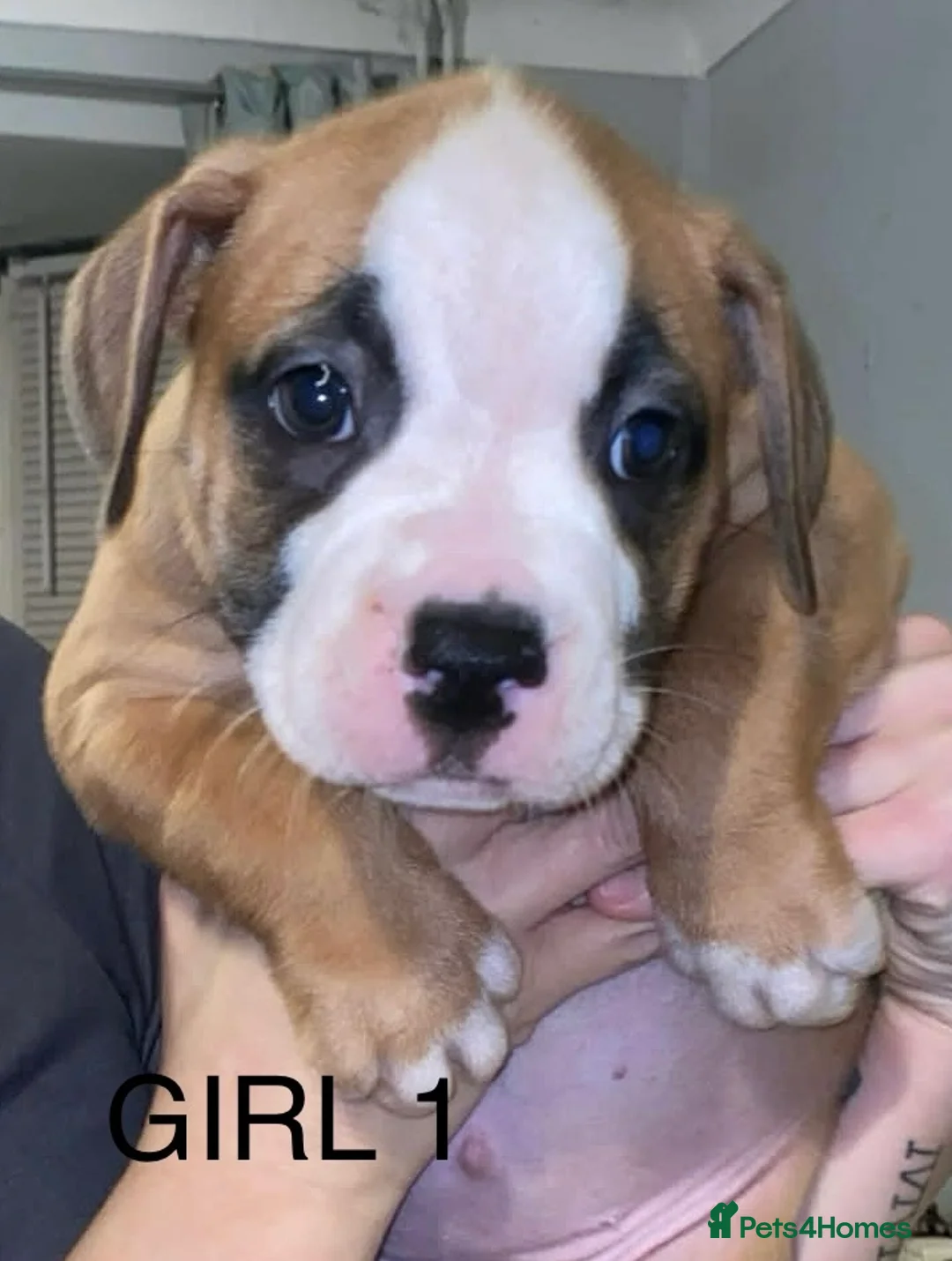American Bulldog dogs for sale: American bulldog puppies - Advert 8