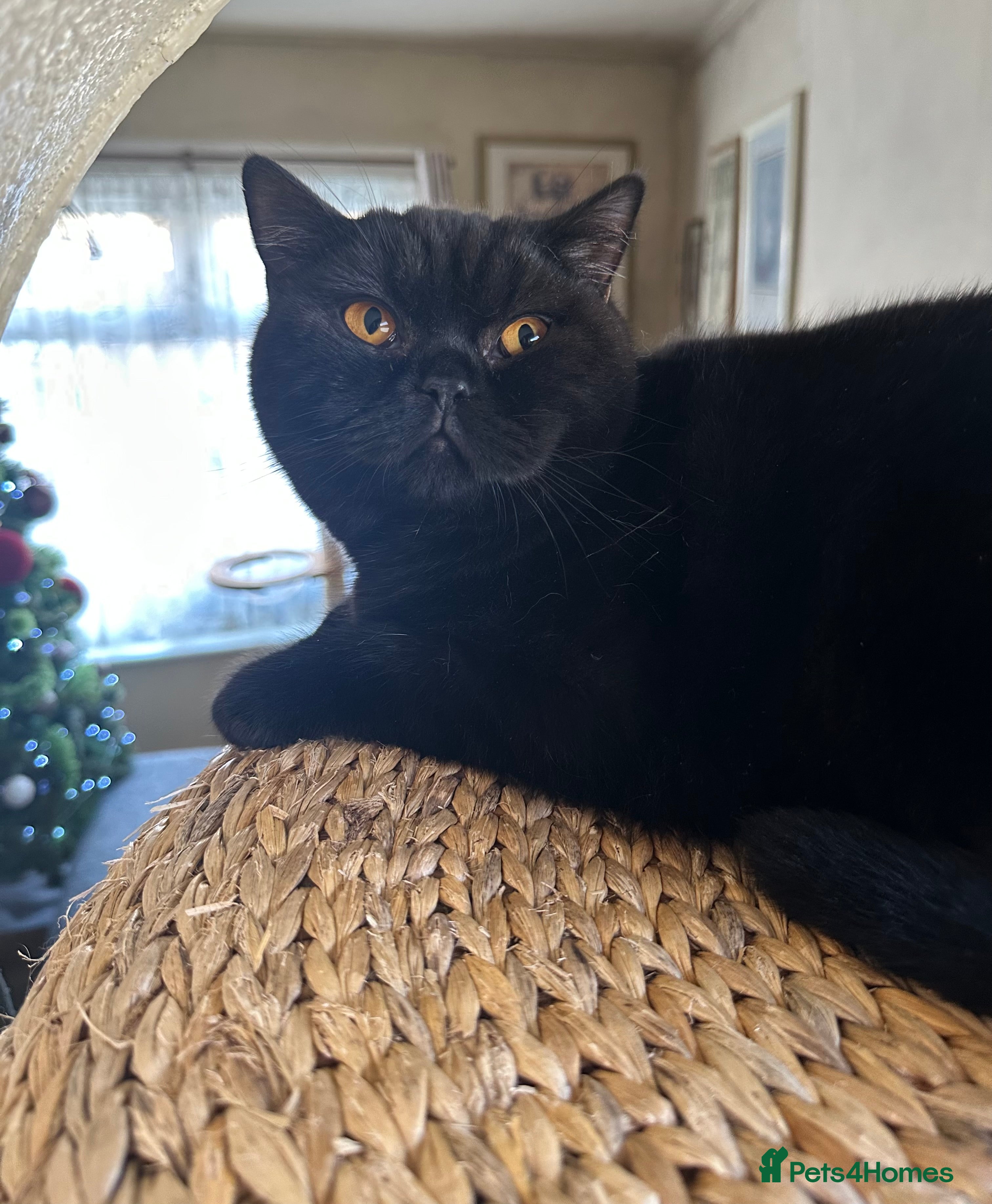 British Shorthair cats GCCF Registered British Short Hair Male  - Advert 3