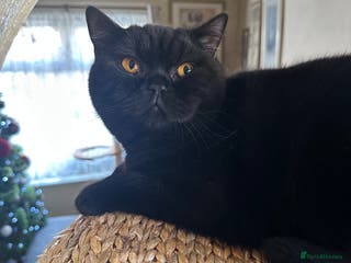 British Shorthair cats GCCF Registered British Short Hair Male - Advert 3