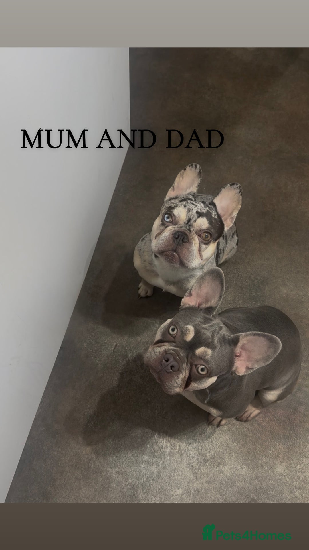 French Bulldog dogs for sale: 🐾Beautiful French Bulldog Puppies🐾 - Advert 2