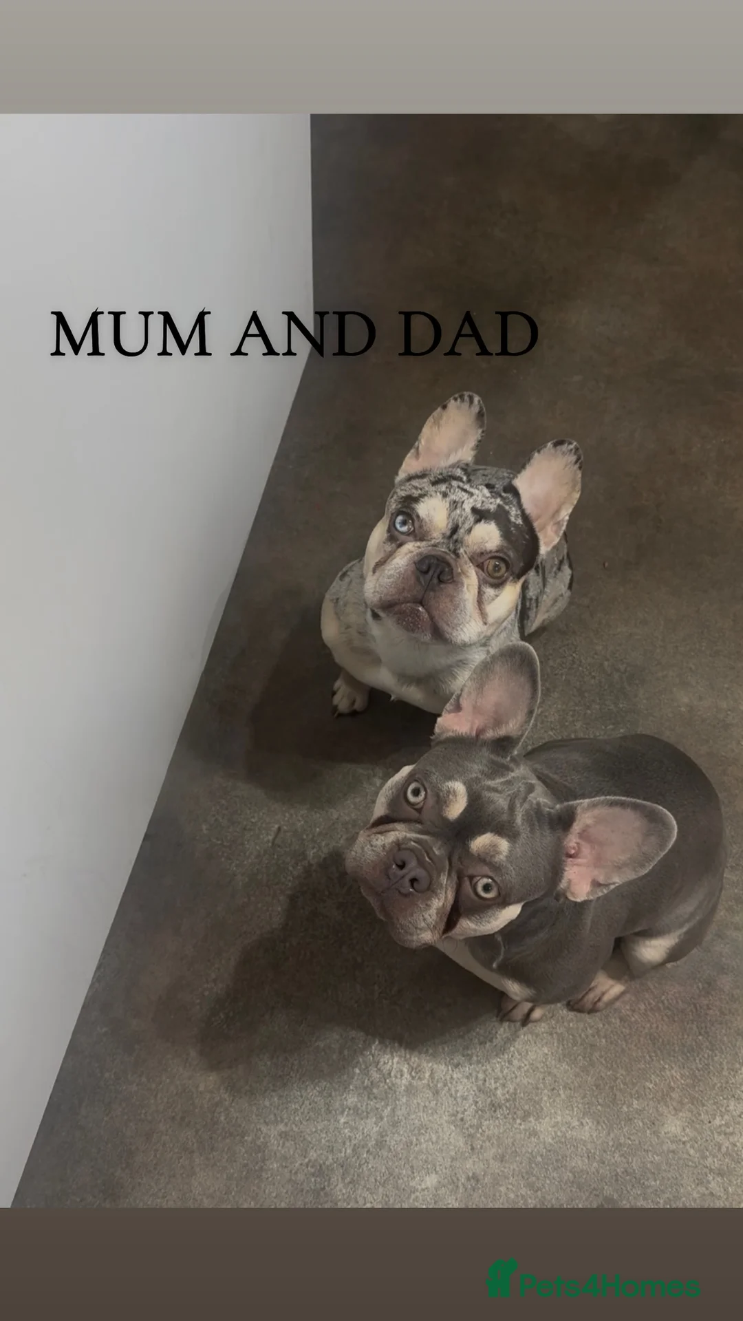 French Bulldog dogs for sale: ✨PRICE DROP!🐾3 Beautiful French Bulldog Puppies🐾 - Advert 2