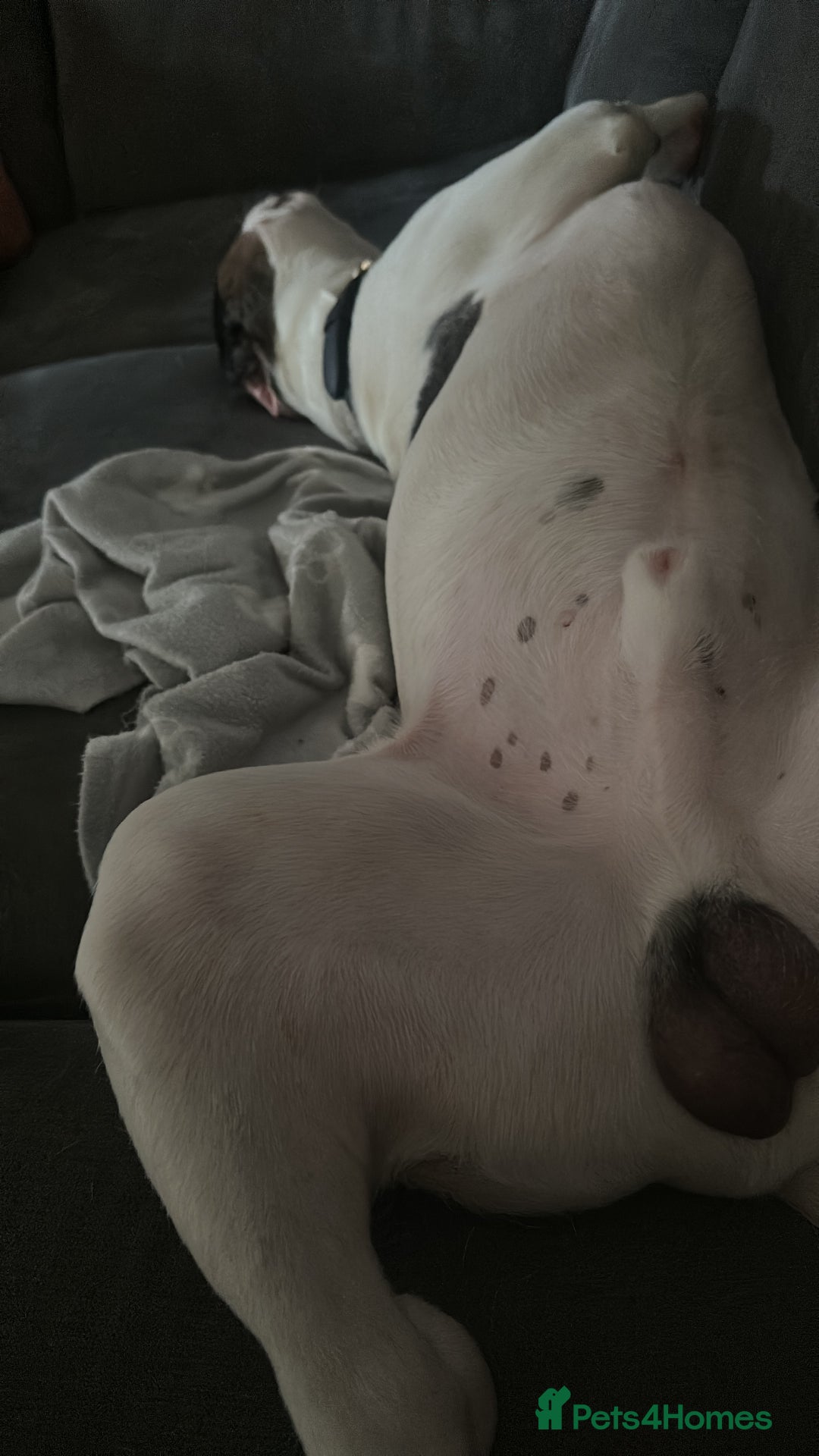 Mixed Breed dogs for sale: Meet Thor  - Image 7