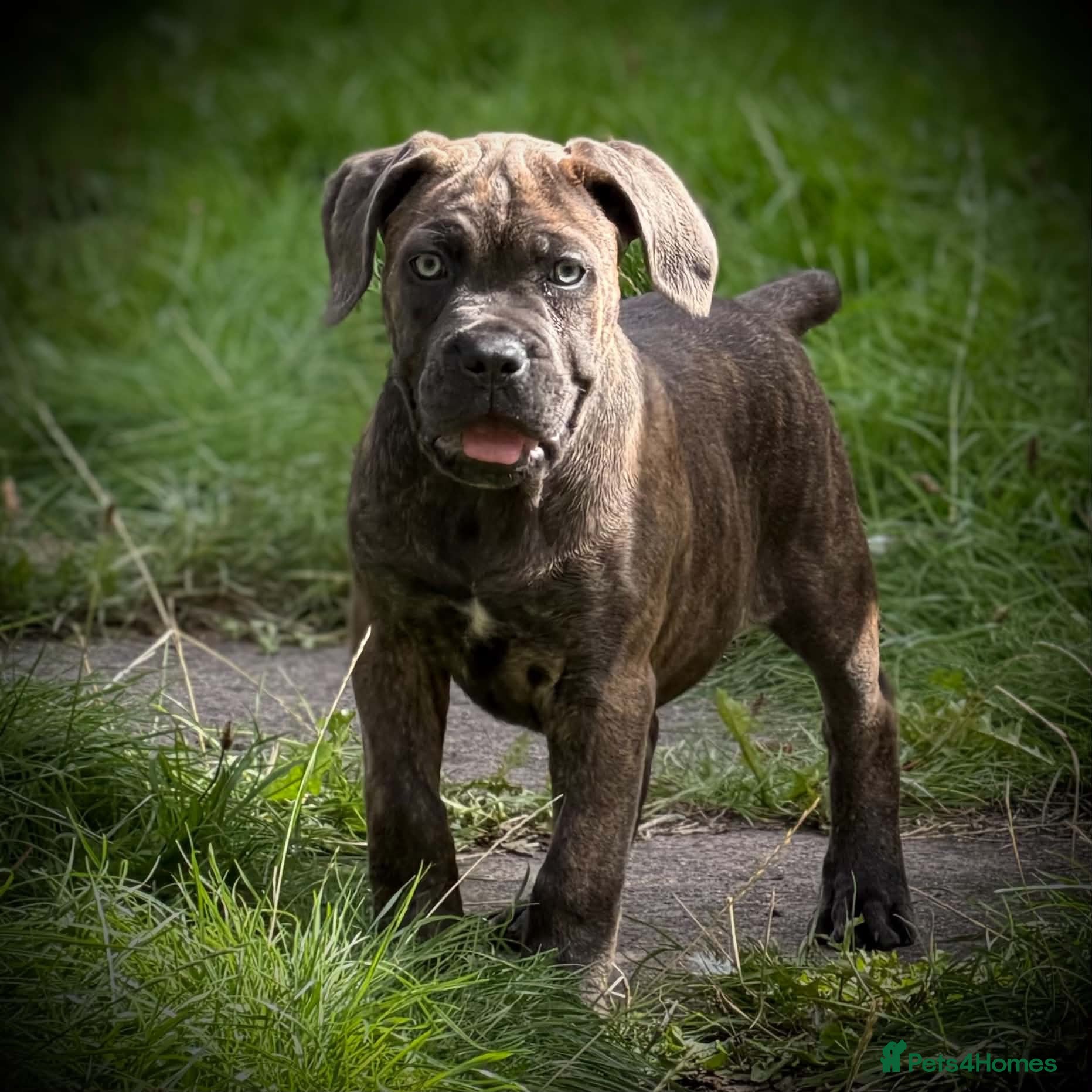 Cane Corso dogs 🐾 Balestra Magica Corso FCI - Advert 2