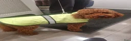 Miniature Poodle dogs for stud: Marley KC Red miniature Poodle for stud only - Advert 17