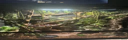 Rat Snake reptiles for sale: Taiwanese beauty rat snake in Oldham - Advert 3