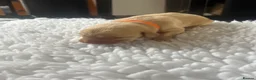 Labrador Retriever dogs for sale: Yellow & Fox Red Labrador Puppies - Advert 4