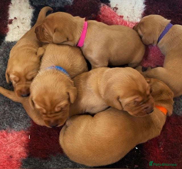 Labrador Retriever dogs BEAUTIFUL KC TRUE FOX RED LABRADOR PUPS  - Advert 1