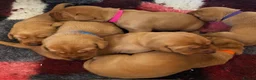 Labrador Retriever dogs for sale: BEAUTIFUL KC TRUE FOX RED LABRADOR PUPS  - Advert 1