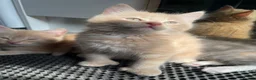 Mixed Breed cats for sale: 3/4 Maine Coon Polydactyl Kittens - Advert 5