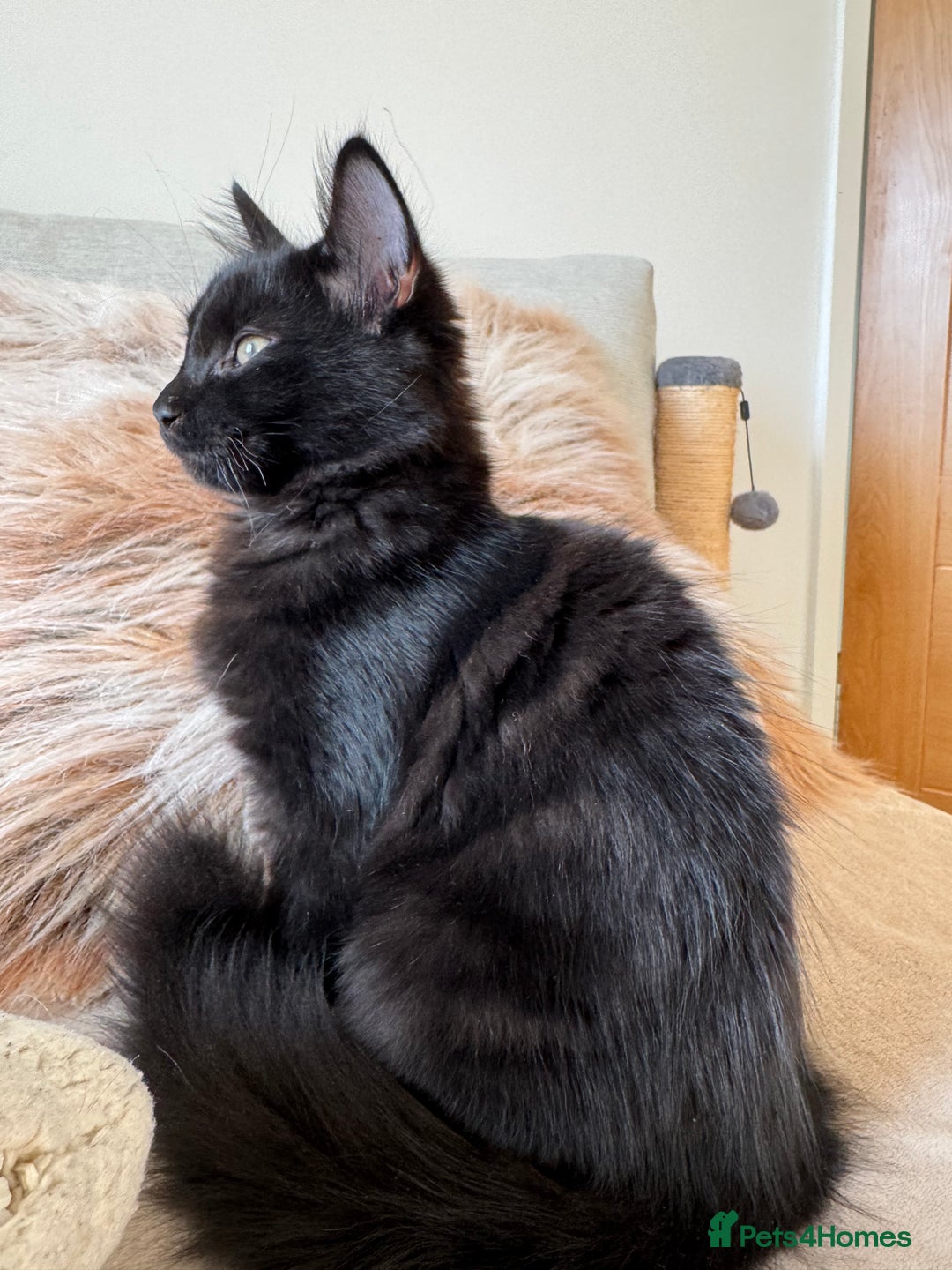 Siberian cats for sale: Affectionate Siberian-Mix Kitten (12 Months) - Advert 13