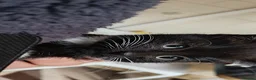 Mixed Breed cats for sale: Kitten for sale boy and girls  - Advert 5