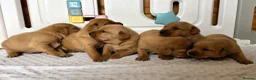Labrador Retriever dogs for sale: 6 BEAUTIFUL FOX RED KC LABS, HEALTH TESTED PARENTS - Advert 9