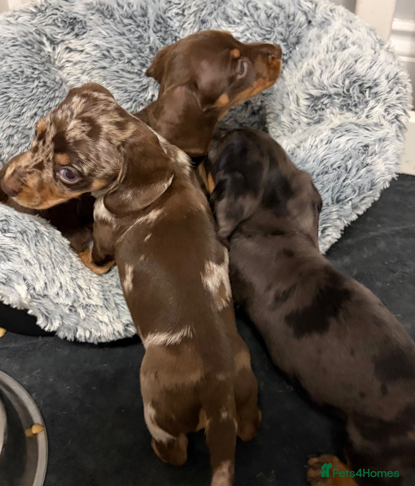 Miniature Dachshund dogs Stunning Mini Dachshund Boys 💙 - Advert 2