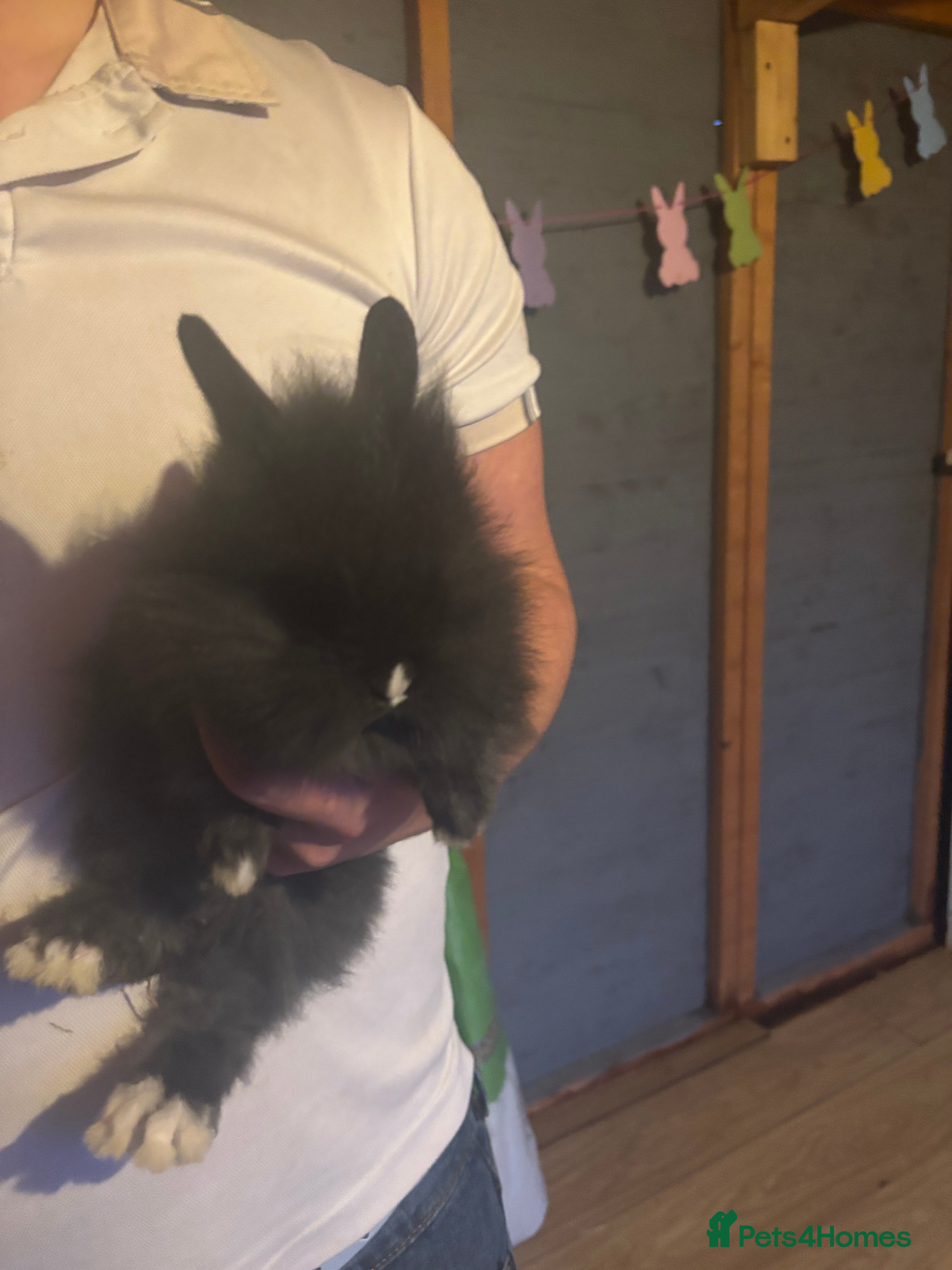 Lionhead rabbits Lion head bunnies available 🐰 - Advert 6