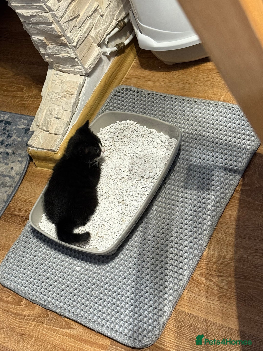 Domestic Shorthair cats for sale:  Beautiful Kittens Ready for Their Forever Homes.  - Image 5