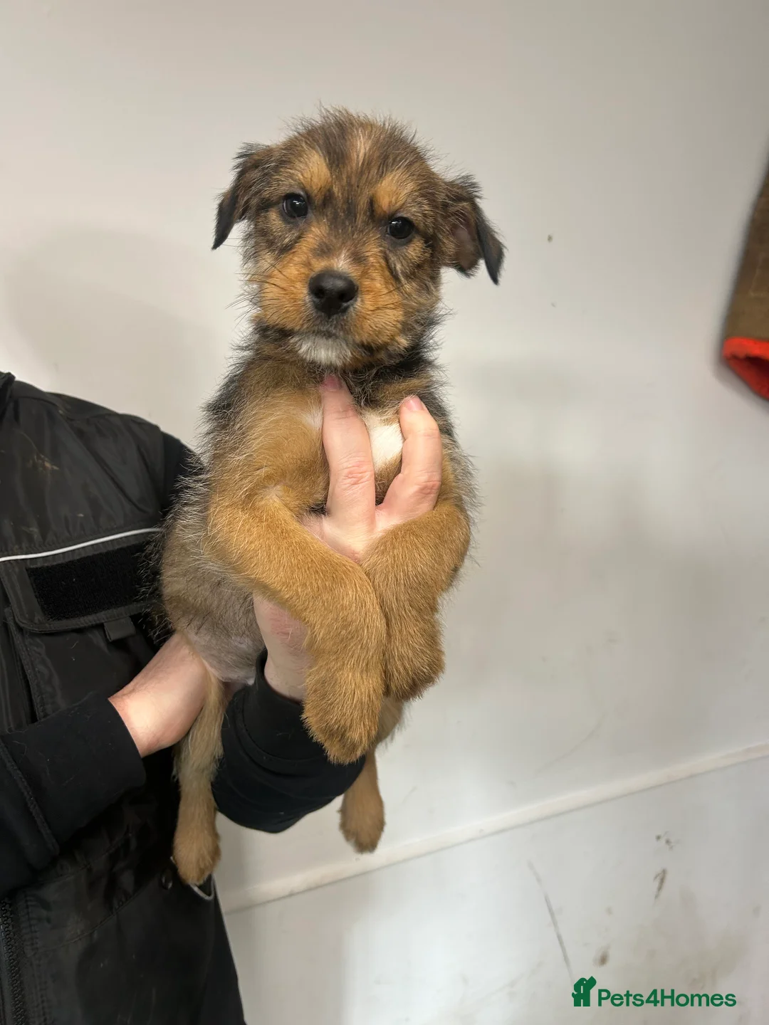 Soft Coated Wheaten Terrier dogs for sale: Traditional Irish Wheaten Terriers  - Advert 19