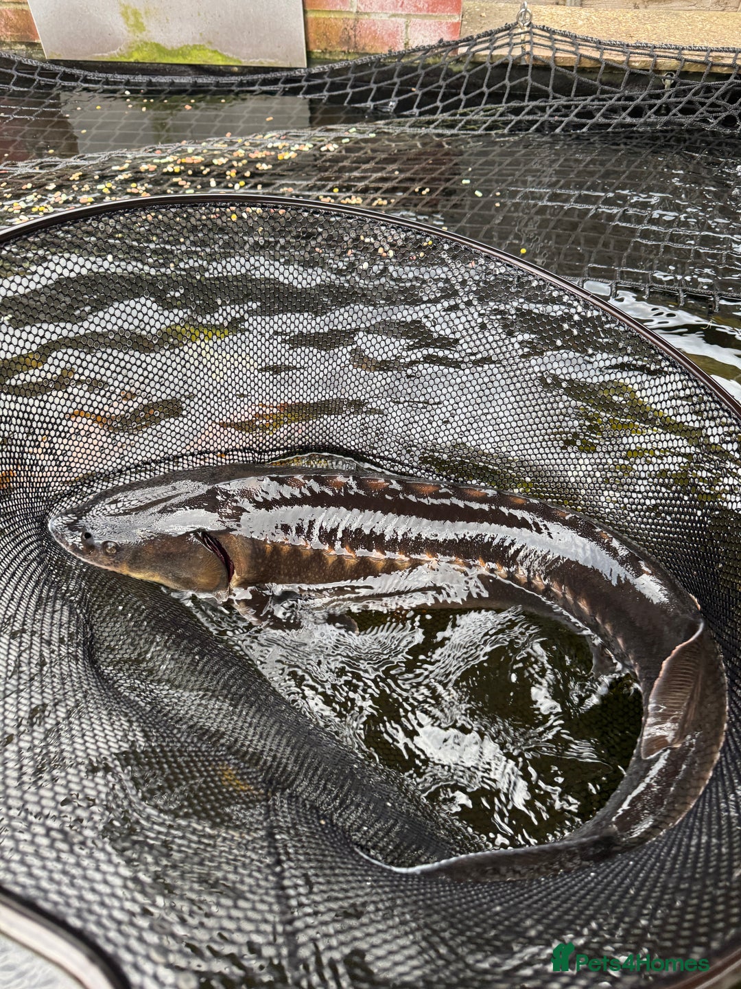 Koi Carp fish for sale: Selection of Koi, Goldfish and sturgeon - Image 5