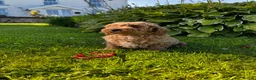 Toy Poodle dogs for sale: READY TO GO !Gorgeous toy poodle puppies for sale  - Advert 10